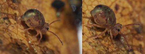 Dicyrtomina ornata